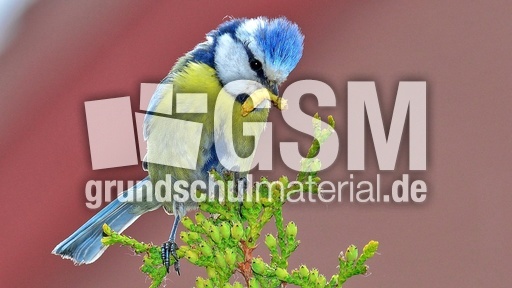 Blaumeise_mit_Futter (13).jpg